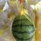 Flexible Mesh Netting Bags Non - Toxic Good Extensibility For Watermelon